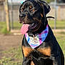 Ruby joined the competition — help win amazing prizes! animal, bandana, black_and_tan, blurred_background, canine, close_up, collar, dog, fence, grass, happy, outdoor, park, pet, playful, portrait, rottweiler, sitting, sunlight, tongue_out