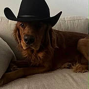Sandwich joined the competition — help win amazing prizes! dog, golden_retriever, cowboy_hat, pet, animal, canine, indoors, couch, furniture, beige, relaxed, portrait, mammal, companion, domestic_animal, cute, fur, face, laying, hat