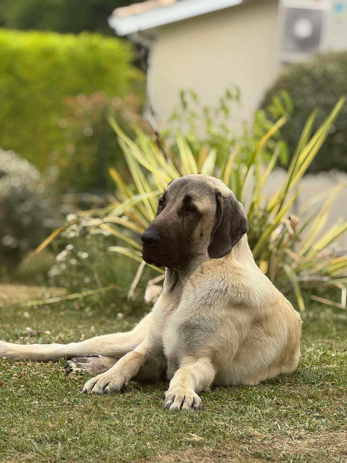 Viago participe au concours pour gagner de l'argent avec cette photo : animal, blurred_background, calm, canine, closeup, daylight, dog, domestic_animal, fur, garden, grass, large_dog, lying_down, mammal, nature, outdoor, pet, plant, portrait, resting