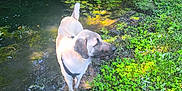 Viago participe au concours pour gagner de l'argent avec cette photo : adventure, animal, canine, curious, daylight, dog, environment, exploration, forest, grass, greenery, moss, mud, nature, outdoor, plants, pond, sunlight, water, wildlife