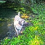 adventure, animal, canine, curious, daylight, dog, environment, exploration, forest, grass, greenery, moss, mud, nature, outdoor, plants, pond, sunlight, water, wildlife