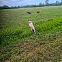 Viago a rejoint le concours — aidez-le/la à gagner de superbes lots ! animal, canine, cloudy, daytime, dog, dogs, field, grass, green, jump, leaping, nature, open_space, outdoor, pets, play, running, sky, summer, trees