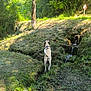 Viago a rejoint le concours — aidez-le/la à gagner de superbes lots ! animal, canine, curious, daylight, dog, forest, grass, greenery, hill, landscape, mud, nature, outdoor, pipe, rural, stream, sunlight, tree, water, wilderness