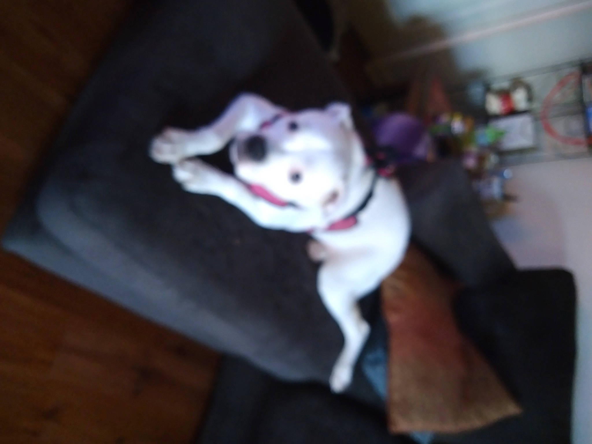 Dottie joined the competition — help win amazing prizes! canidae, carnivore, collar, companion_dog, couch, dog, dog_breed, domestic_short_haired_cat, fawn, felidae, flooring, fur, hardwood, leash, small_to_medium_sized_cats, snout, sporting_group, tail, whiskers, wood