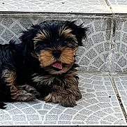 Billy a rejoint le concours — aidez-le/la à gagner de superbes lots ! puppy, dog, pet, animal, fur, tongue, stairs, tile, pattern, cute, small, black, brown, outdoor, resting, paw, young, adorable, fluffy, lying_down