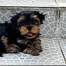 puppy, dog, pet, animal, fur, tongue, stairs, tile, pattern, cute, small, black, brown, outdoor, resting, paw, young, adorable, fluffy, lying_down