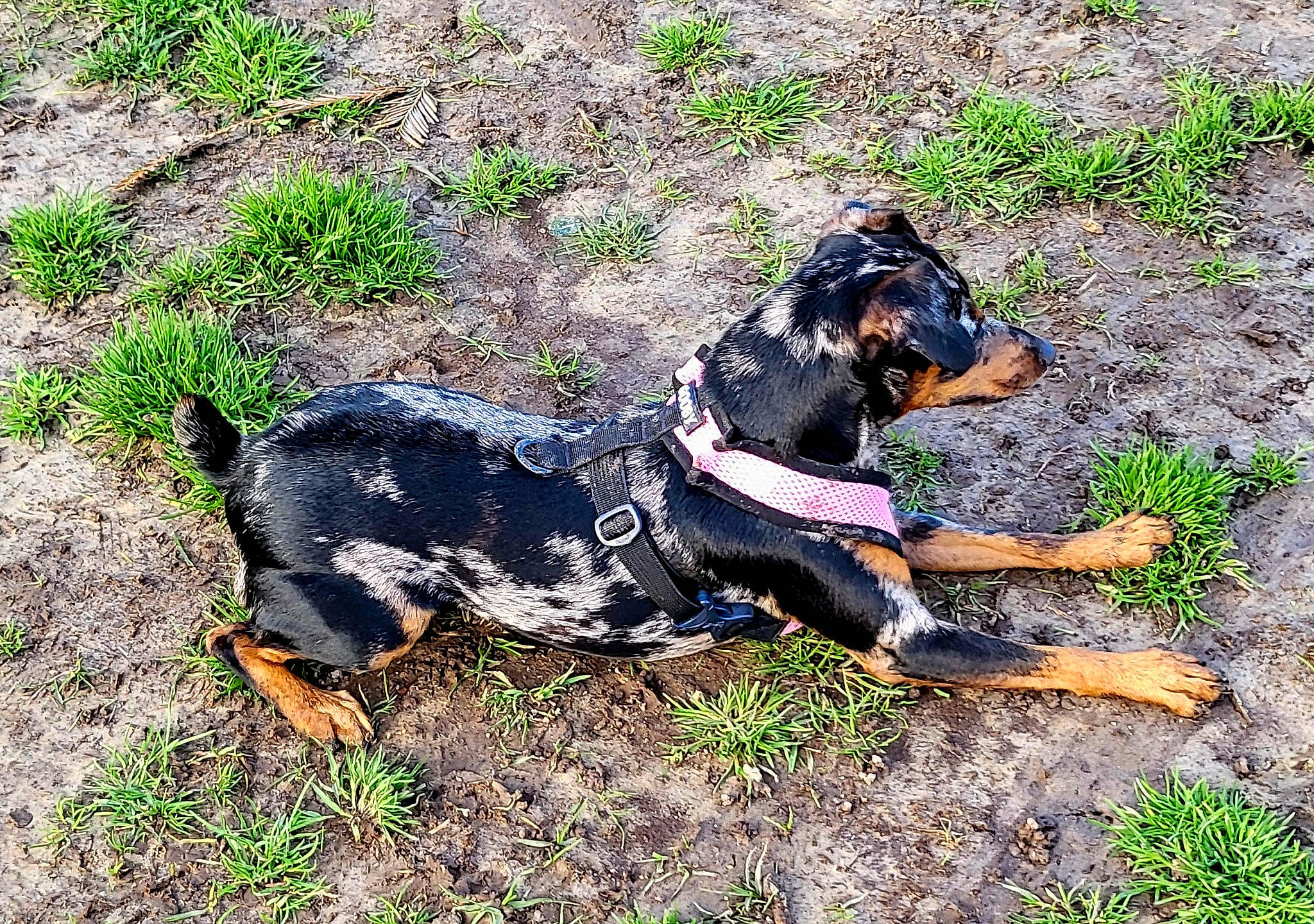 Samba Rocha joined the competition — help win amazing prizes! canidae, carnivore, companion_dog, dog, dog_breed, grass, guard_dog, hound, hunting_dog, sporting_group, terrestrial_animal, working_animal, working_dog