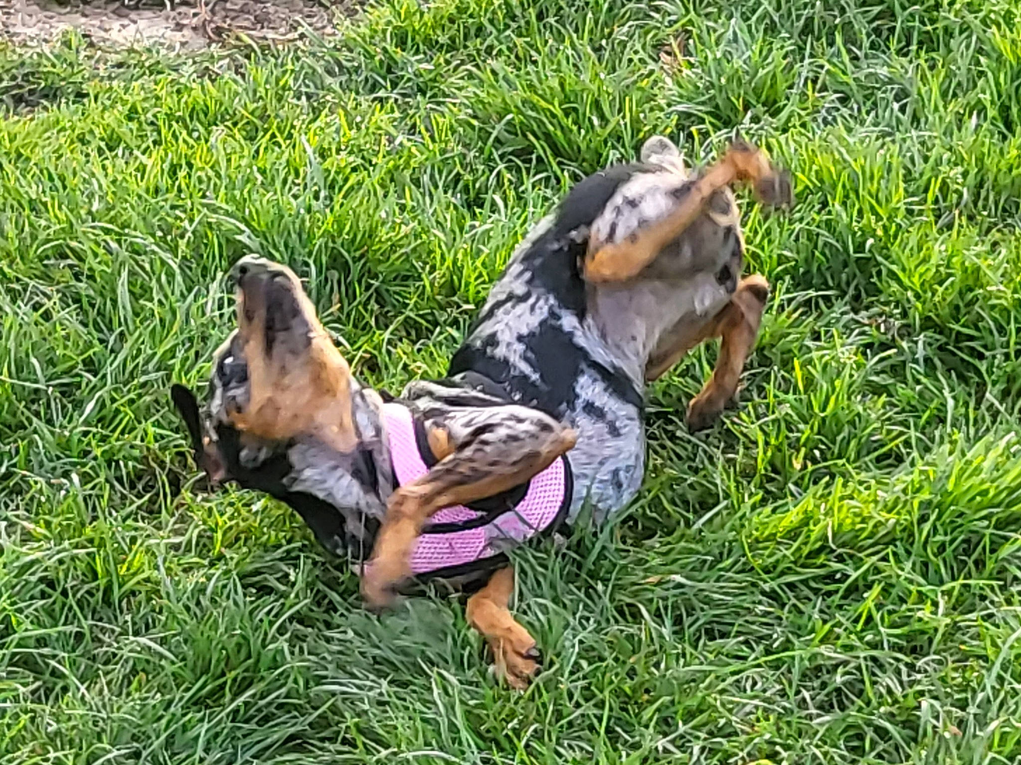 Samba Rocha is registered to the contest to win money with this photo: canidae, carnivore, companion_dog, dog, dog_breed, dog_supply, fawn, grass, grassland, groundcover, guard_dog, hound, hunting_dog, non_sporting_group, people_in_nature, plant, sporting_group, terrestrial_animal, toy_dog, working_dog