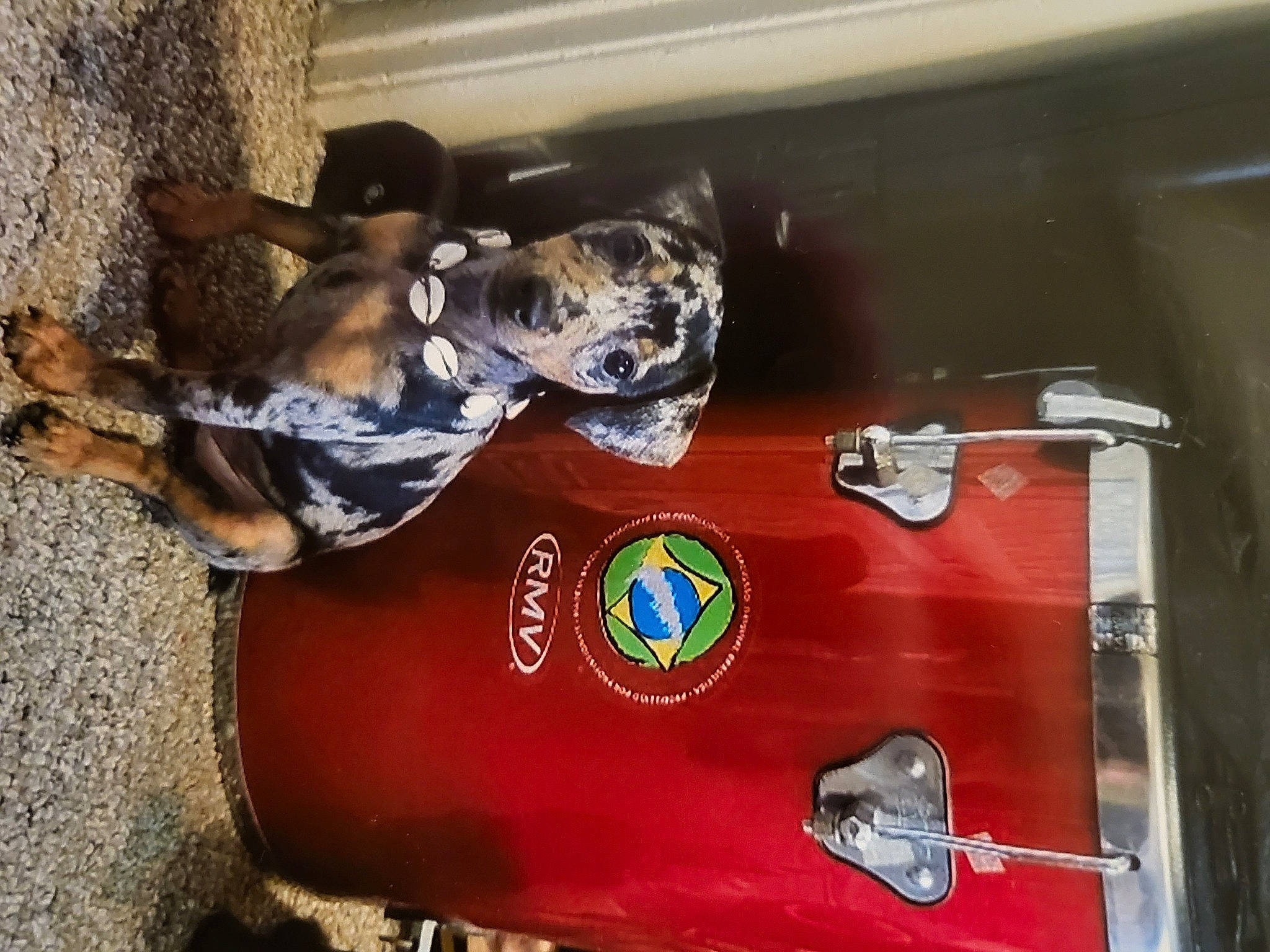 Samba Rocha joined the competition — help win amazing prizes! antique_car, auto_part, automotive_design, automotive_exterior, automotive_lighting, bumper, carmine, classic, emblem, fashion_accessory, fender, grille, hood, logo, metal, motor_vehicle, personal_protective_equipment, symbol, vehicle_door, working_animal