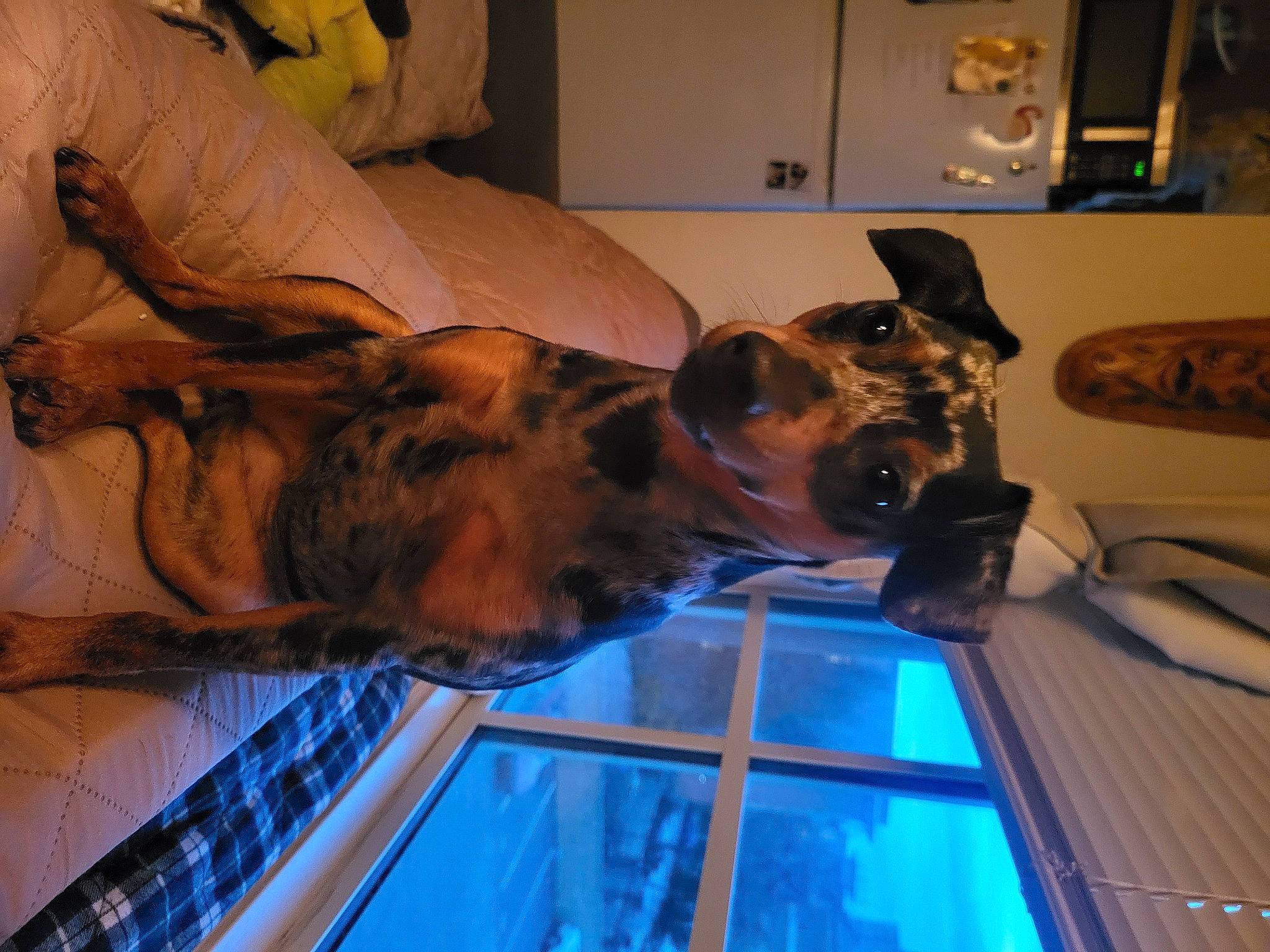 Samba Rocha joined the competition — help win amazing prizes! canidae, carnivore, comfort, companion_dog, dog, dog_breed, ear, fawn, fun, fur, guard_dog, jaw, kitchen_appliance, snout, sporting_group, vertebrate, wood, working_animal