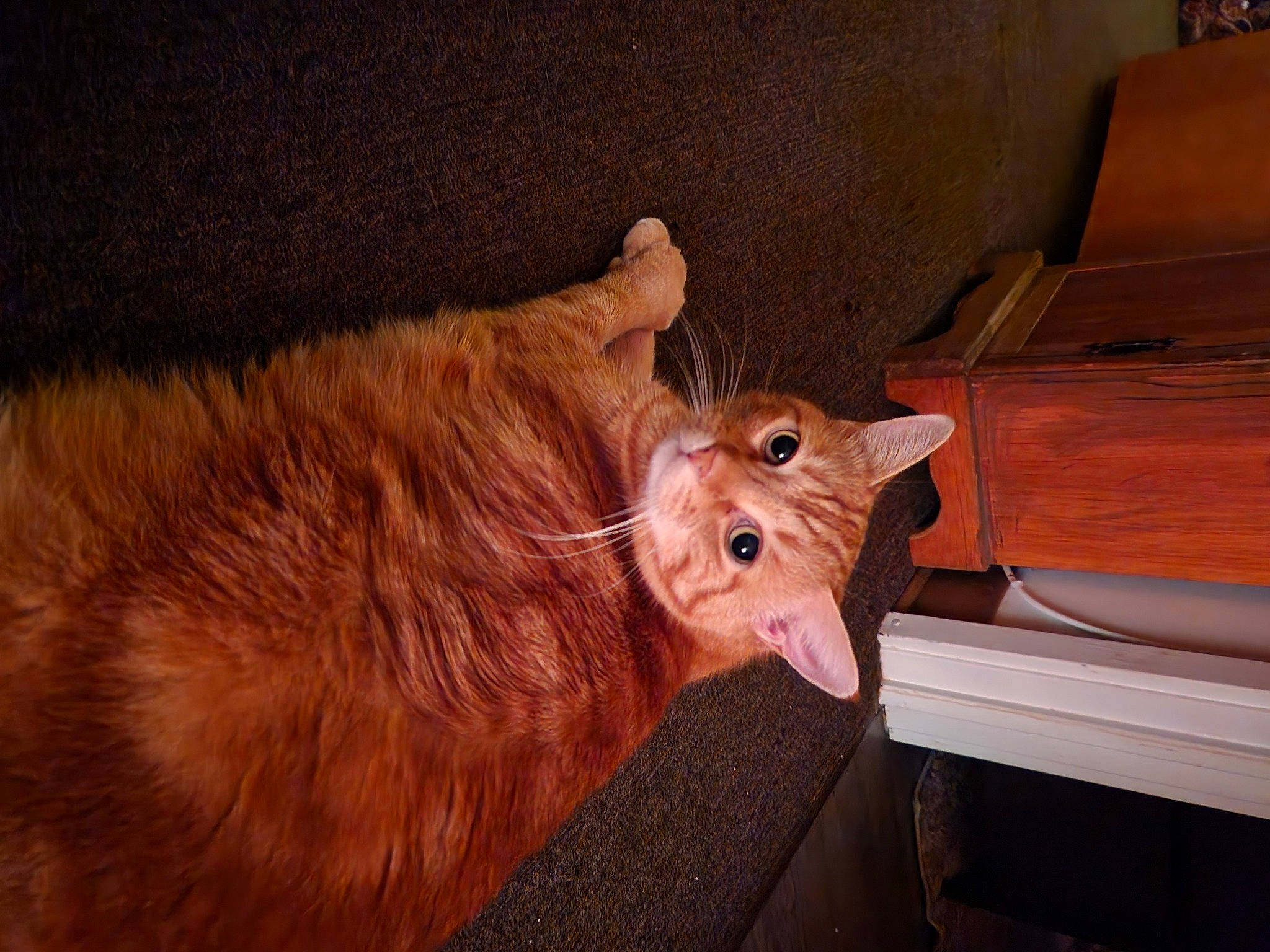 Doobie joined the competition — help win amazing prizes! carnivore, cat, claw, comfort, dog_breed, domestic_short_haired_cat, fawn, felidae, foot, fur, hardwood, human_leg, leg, small_to_medium_sized_cats, snout, sporting_group, tail, whiskers, wood, wood_stain