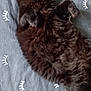 animal, bed, blackcat, blanket, cat, couch, cushion, furniture, homedecor, indoors, kitten, linen, manx, person, pet, quilt, slate, sleeping, text, wood