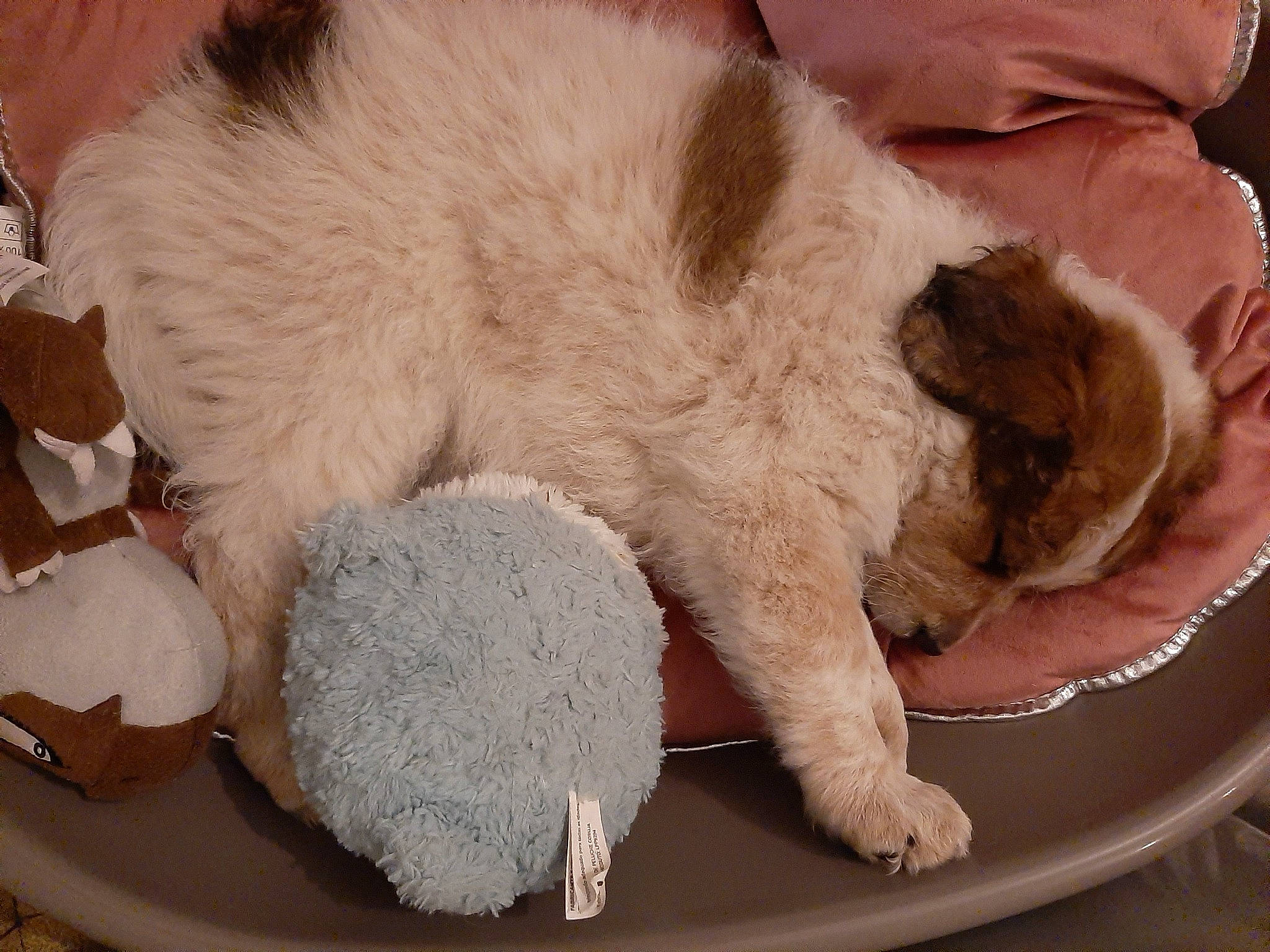 Kiara Gonçalves a rejoint le concours — aidez-le/la à gagner de superbes lots ! canidae, carnivore, cat, claw, companion_dog, dog, dog_breed, fawn, felidae, fur, mammal, paw, puppy, puppy_love, selkirk_rex, small_to_medium_sized_cats, sporting_group