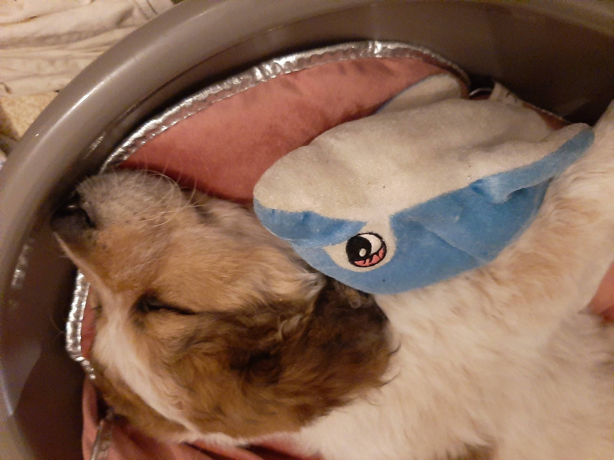 Kiara Gonçalves a rejoint le concours — aidez-le/la à gagner de superbes lots ! canidae, ear, eye, fawn, fur, head, iris, jaw, mouth, nose, organ, snout