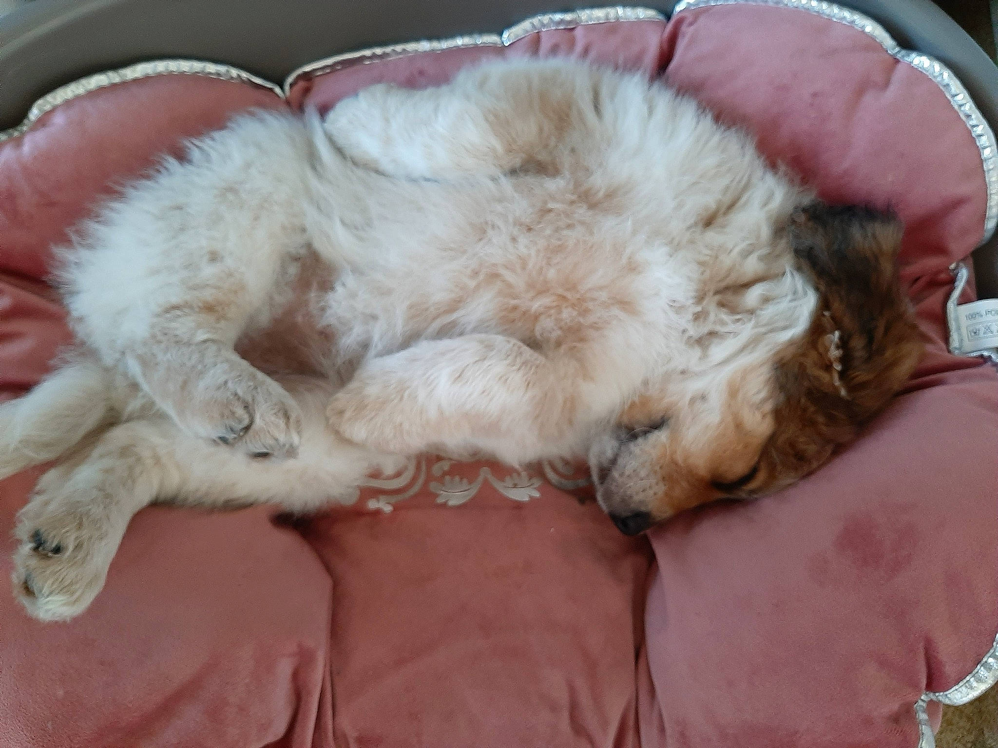 Kiara Gonçalves participe au concours pour gagner de l'argent avec cette photo : canidae, carnivore, claw, companion_dog, dog_breed, ear, fur, nap, paw