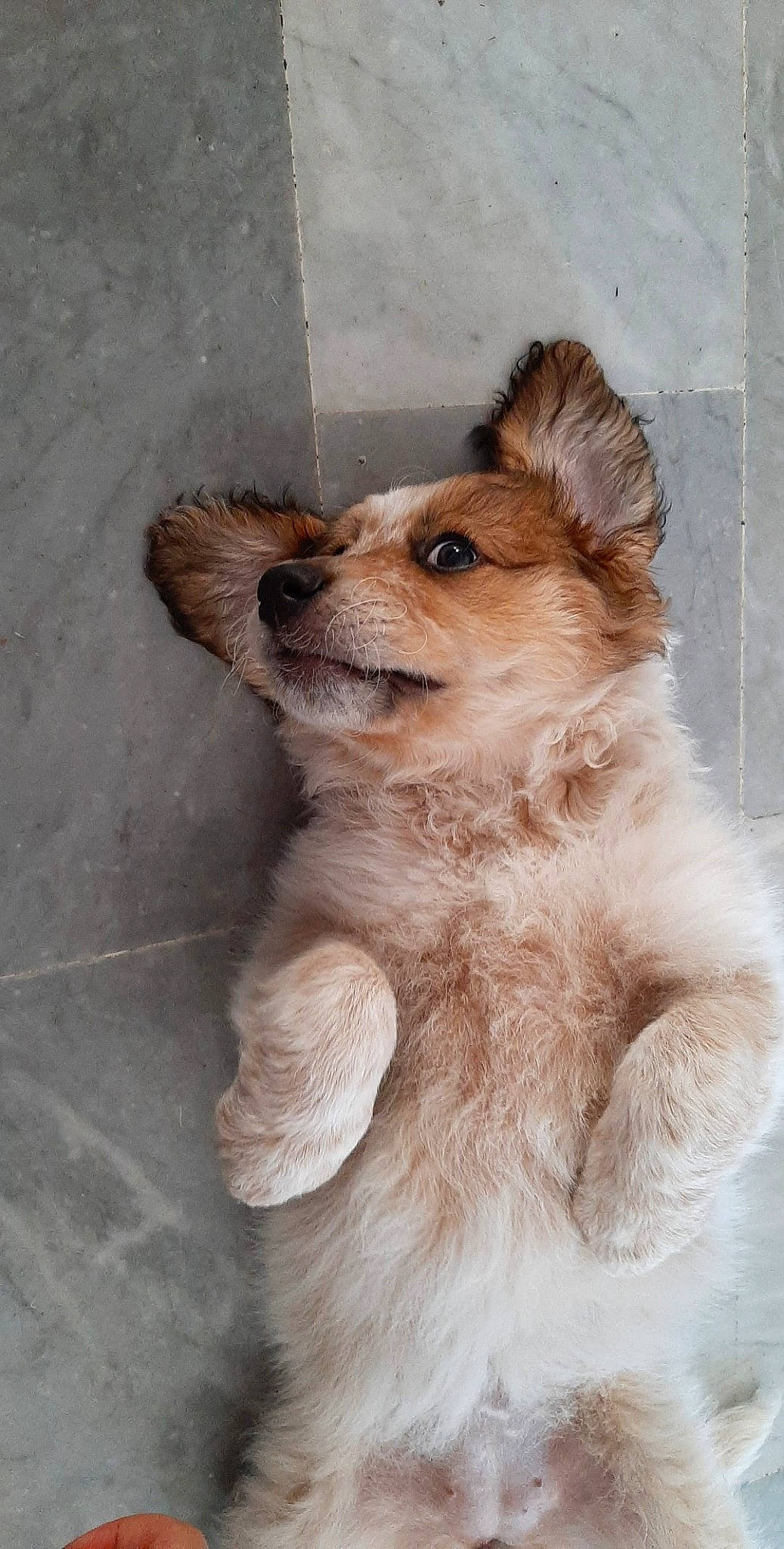 Kiara Gonçalves a rejoint le concours — aidez-le/la à gagner de superbes lots ! ancient_dog_breeds, canidae, carnivore, companion_dog, dog, dog_breed, fawn, mammal, pomeranian, puppy, rare_breed_dog, skin, street_dog