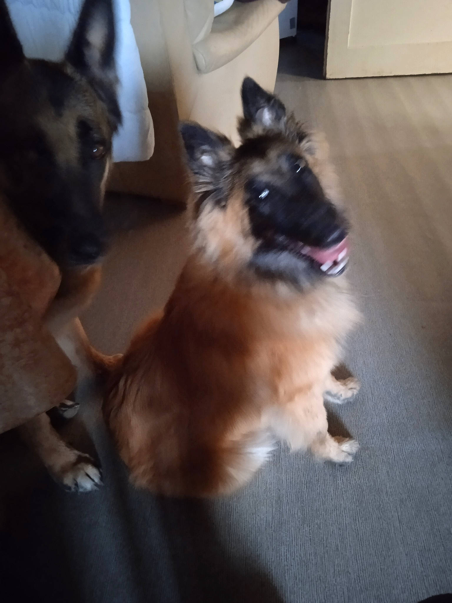 Una a rejoint le concours — aidez-le/la à gagner de superbes lots ! canidae, carnivore, companion_dog, dog, dog_breed, dog_supply, fawn, flooring, fur, german_shepherd_dog, hardwood, herding_dog, king_shepherd, old_german_shepherd_dog, paw, snout, sporting_group, tail, working_animal, working_dog