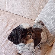 Jade participe au concours pour gagner de l'argent avec cette photo : alert, black_and_white, companion, couch, cozy, curious, cushion, dog, domestic_animal, floor_rug, fur, home_decor, indoor, living_room, pet, pink_blanket, small_dog, standing, textile, throw_blanket