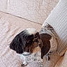 alert, black_and_white, companion, couch, cozy, curious, cushion, dog, domestic_animal, floor_rug, fur, home_decor, indoor, living_room, pet, pink_blanket, small_dog, standing, textile, throw_blanket