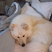 Sia a rejoint le concours — aidez-le/la à gagner de superbes lots ! bed, bedroom, blanket, comfort, cozy, dog, domestic_animal, fluffy, fur, furniture, home, indoor, lamp, mannequin, pet, pillows, relaxation, resting, sleepy, white_dog