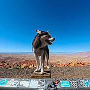 Sun participe au concours pour gagner de l'argent avec cette photo : dog, outdoor, desert, sky, clear_sky, wood, stickers, railing, landscape, animal, pet, nature, sunny, standing, brown, white, happy, tongue_out, wide_open_space, scenic_view