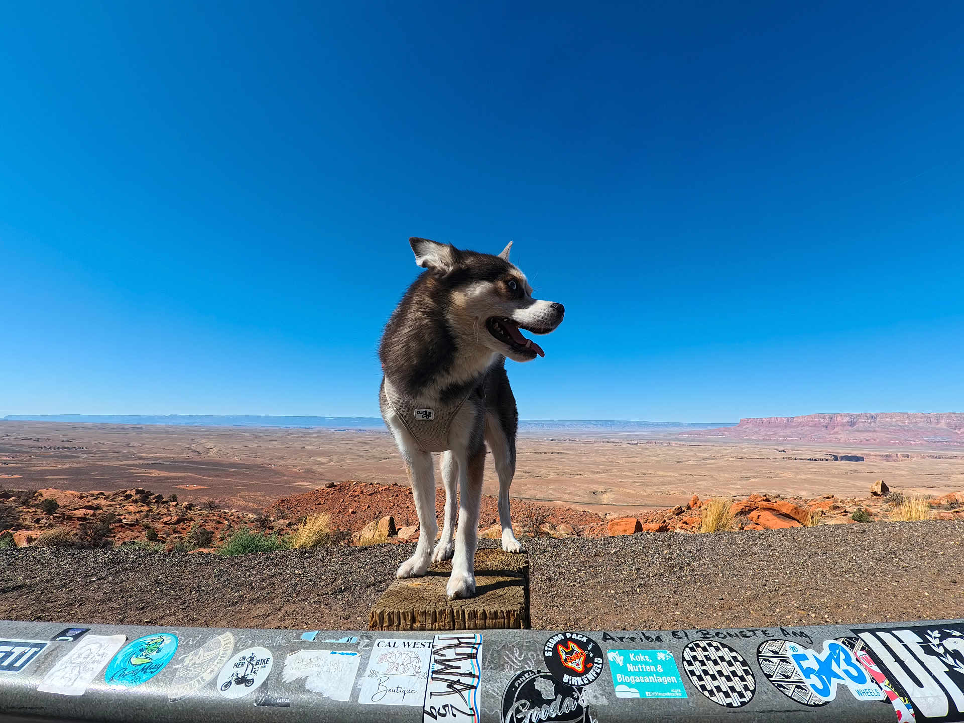 Sun participe au concours pour gagner de l'argent avec cette photo : dog, outdoor, desert, sky, clear_sky, wood, stickers, railing, landscape, animal, pet, nature, sunny, standing, brown, white, happy, tongue_out, wide_open_space, scenic_view