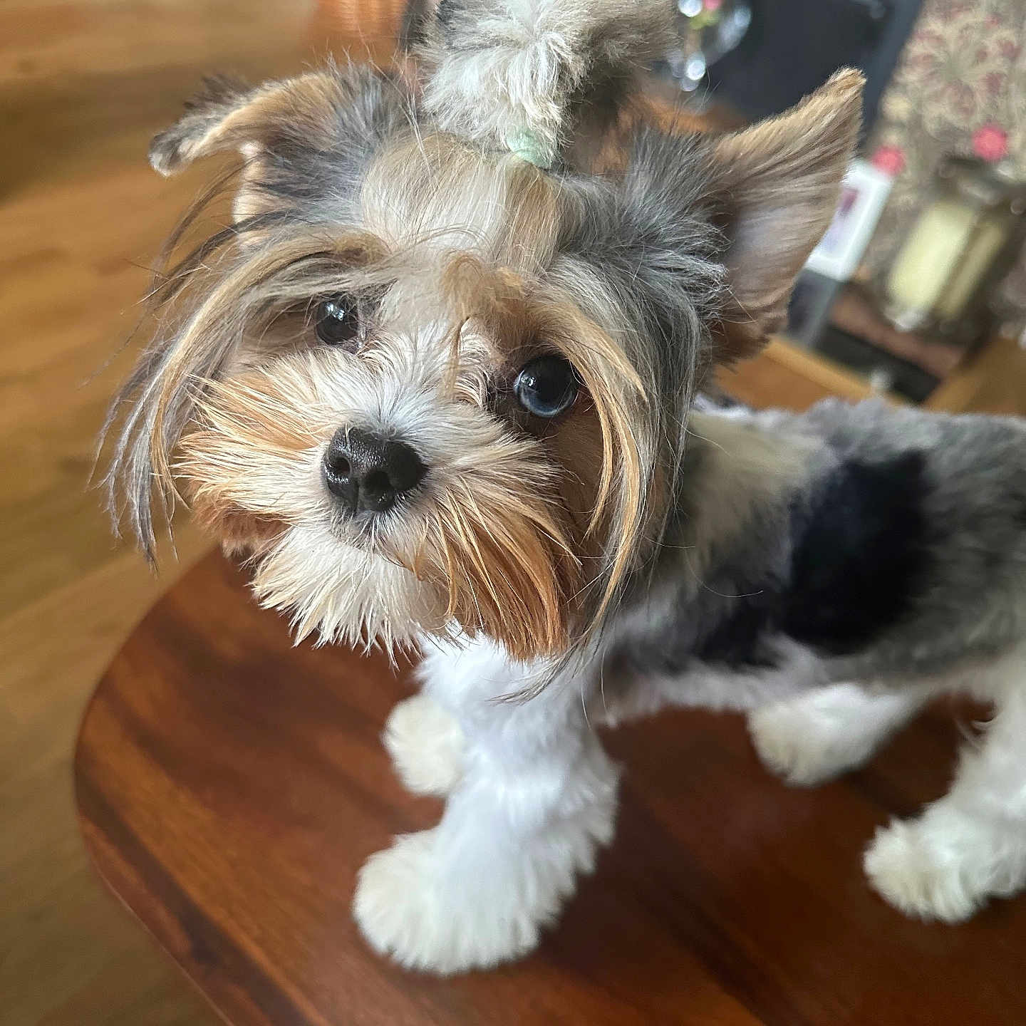 Izak is registered to the contest to win money with this photo: affenpinscher, animal, canine, cockerspaniel, dog, furniture, hardwood, indoors, interiordesign, papillon, pet, plywood, poodle, puppy, stainedwood, table, tabletop, terrier, whitedog, wood