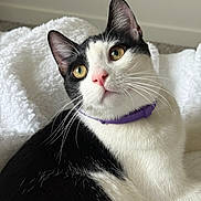 Milo is registered to the contest to win money with this photo: animal, black_and_white, cat, close_up, collar, curious, cute, domestic_cat, ears, feline, fluffy_blanket, fur, indoor, nose, pet, portrait, relaxed, soft_texture, whiskers, yellow_eyes