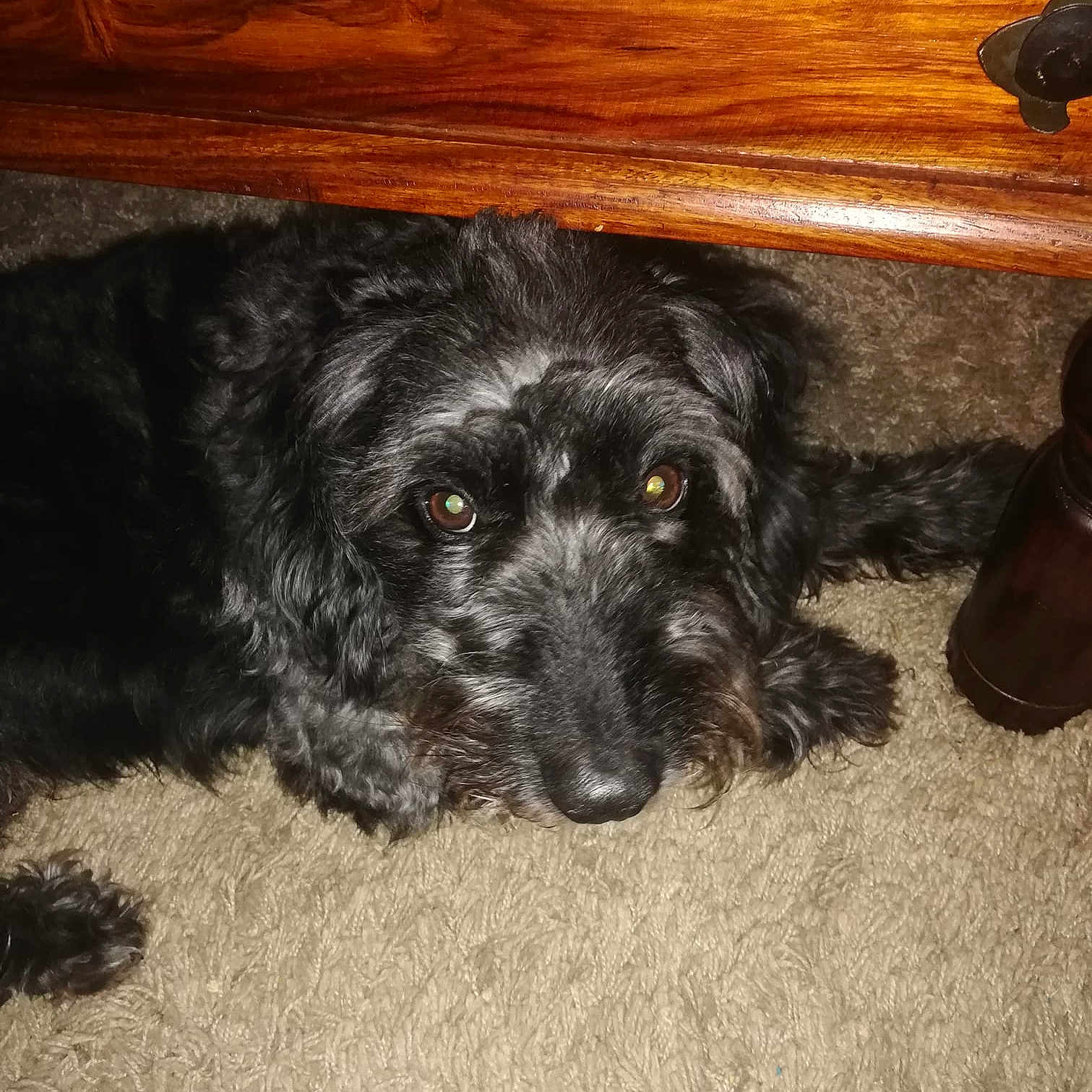 Rush is registered to the contest to win money with this photo: cockapoo, dog, dog_breed, dog_like_mammal, fur, poodle_crossbreed, puppy, schnoodle, snout, terrier, vulnerable_native_breeds, whiskers