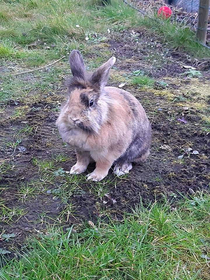 Calîne participe au concours pour gagner de l'argent avec cette photo : domestic_rabbit, fawn, grass, hare, kangaroo, lower_keys_marsh_rabbit, mammal, marsupial, plant, rabbit, rabbits_and_hares, vertebrate, wildlife