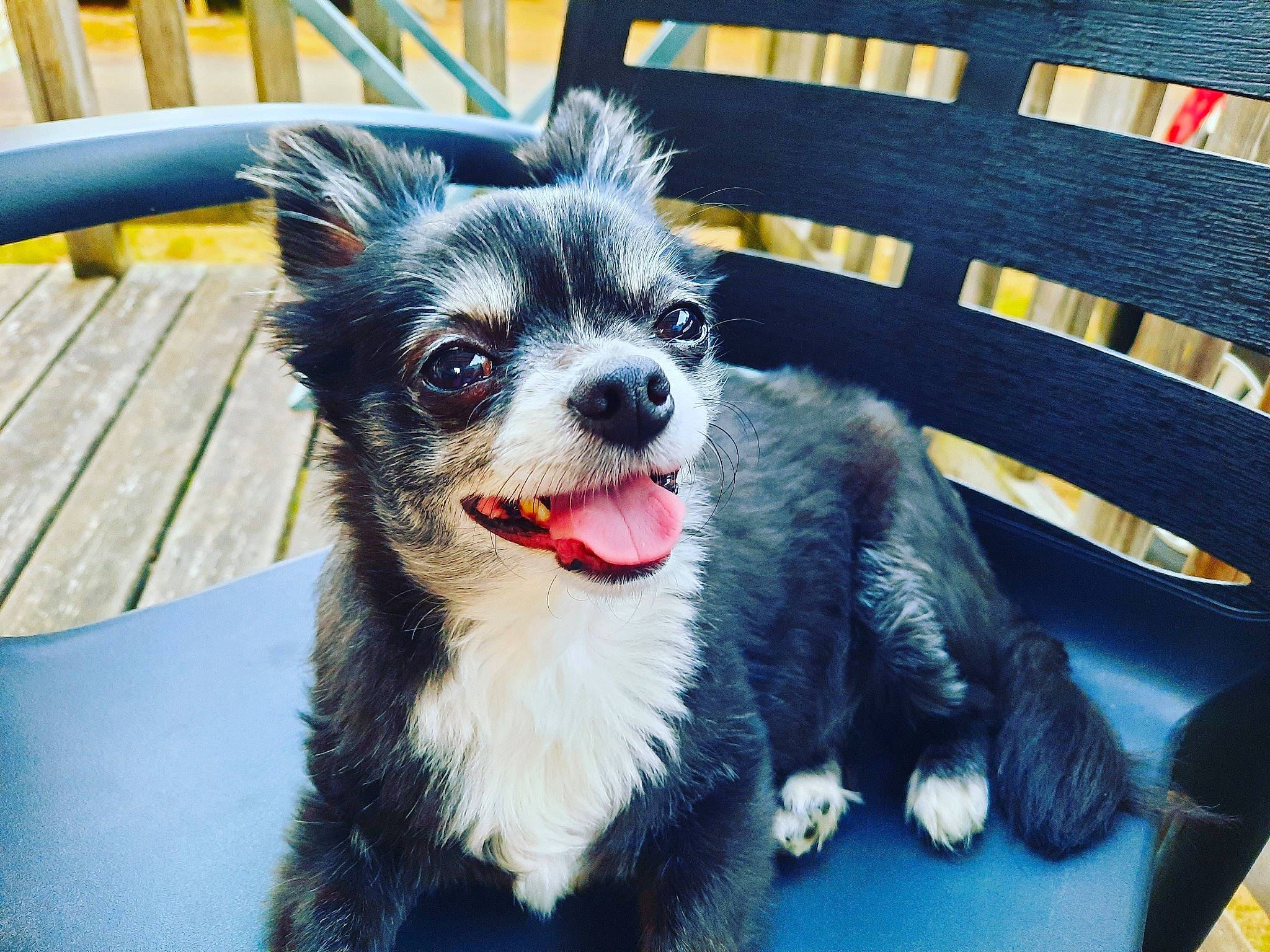 Chanelle a rejoint le concours — aidez-le/la à gagner de superbes lots ! canidae, carnivore, companion_dog, dog, dog_breed, mammal, nose, puppy, rare_breed_dog, snout, toy_dog, vertebrate, whiskers