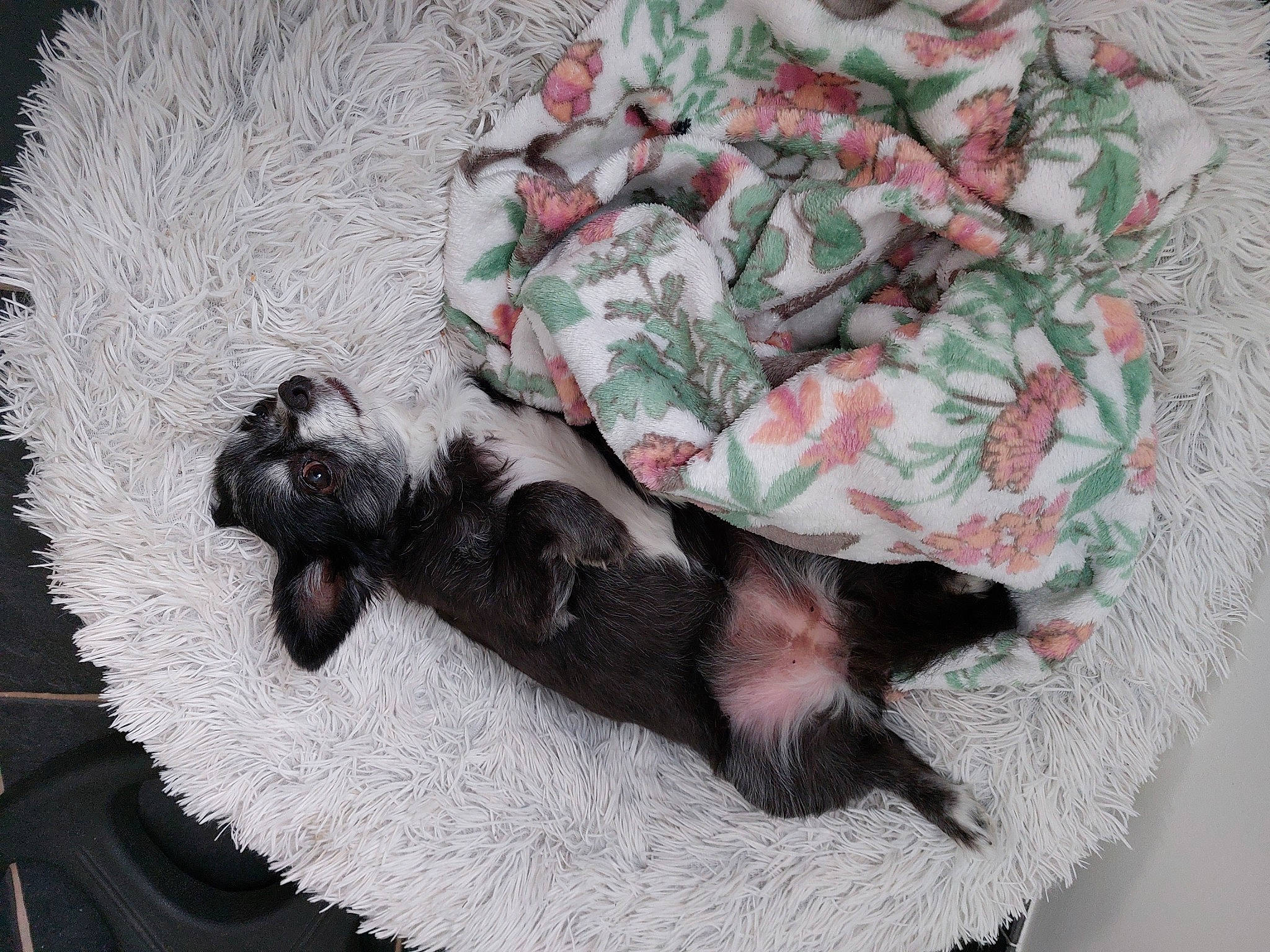 Chanelle a rejoint le concours — aidez-le/la à gagner de superbes lots ! black_cat, camouflage, carnivore, claw, comfort, companion_dog, dog, dog_breed, dog_supply, fawn, felidae, fur, military_camouflage, paw, sleeve, small_to_medium_sized_cats, tail, terrestrial_animal, toy, whiskers