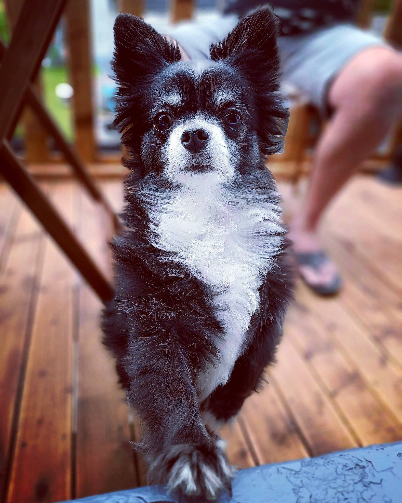 Chanelle a rejoint le concours — aidez-le/la à gagner de superbes lots ! canidae, carnivore, companion_dog, dog, dog_breed, ear, mammal, papillon, pomeranian, puppy, rare_breed_dog, snapshot, snout, sporting_group, toy_dog, vertebrate, whiskers