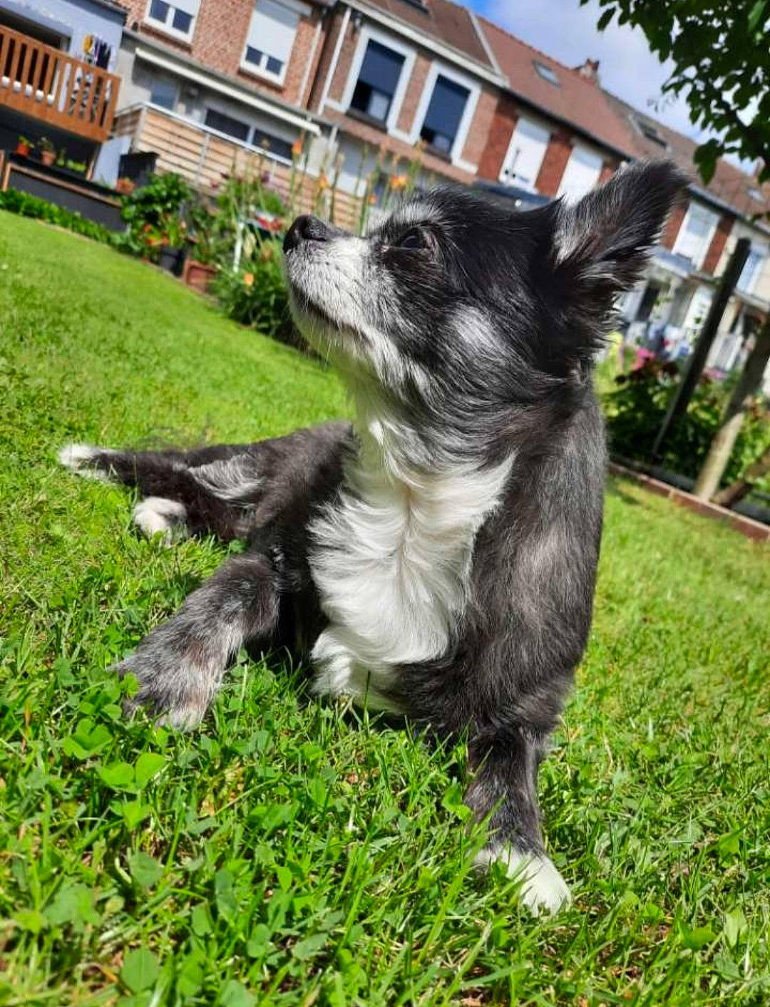 Chanelle participe au concours pour gagner de l'argent avec cette photo : building, canidae, carnivore, companion_dog, dog, dog_breed, fur, grass, plant, sky, snout, sporting_group, tail, tree, window, working_animal, working_dog