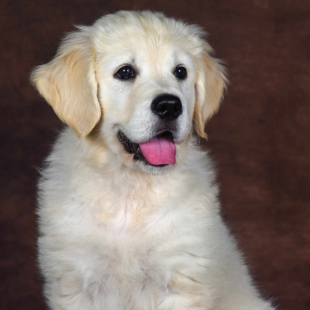 Aulympe participe au concours pour gagner de l'argent avec cette photo : adorable, animal, brown_background, canine, close_up, cute, dog, domestic_animal, fluffy, friendly, fur, golden_retriever, happy, mammal, pet, portrait, puppy, studio, tongue_out, young