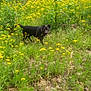 Zeus is registered to the contest to win money with this photo: dog, black_dog, wildflowers, yellow_flowers, grass, field, nature, outdoor, plants, greenery, animal, canine, summer, flora, leaves, earth, sunlight, walking, standing, scenery
