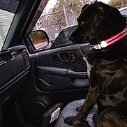 Zeus is registered to the contest to win money with this photo: dog, black_dog, collar, car_interior, car_door, window, fence, trees, seat, cushion, pet, animal, looking_out, side_view, daytime, outdoor_view, leash, manual_window_crank, dashboard, car_mirror