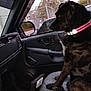 dog, black_dog, collar, car_interior, car_door, window, fence, trees, seat, cushion, pet, animal, looking_out, side_view, daytime, outdoor_view, leash, manual_window_crank, dashboard, car_mirror