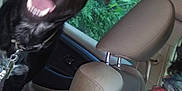 Zeus joined the competition — help win amazing prizes! dog, black_dog, car_interior, seat, headrest, person, red_shirt, patterned_shirt, window, greenery_outside, blur, motion_blur, collar, leash, teeth, tongue, excited, pet, animal, indoor