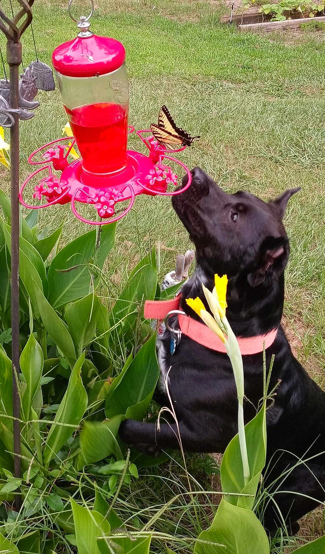 Zeus joined the competition — help win amazing prizes! dog, black_dog, butterfly, hummingbird_feeder, garden, greenery, grass, plants, flower, yellow_flower, collar, outdoor, nature, curious, animal, pet, insect, feeding_station, summer, wildlife
