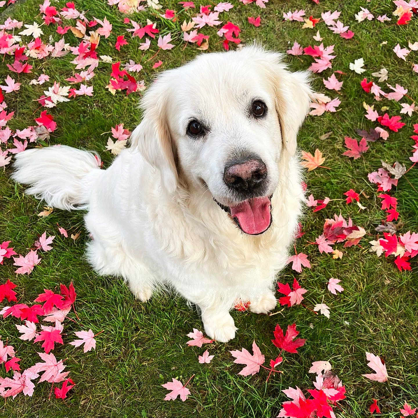 Lemon participe au concours pour gagner de l'argent avec cette photo : animal, canine, dog, face, flower, grass, head, leaf, nature, outdoors, person, pet, petal, photography, plant, portrait, puppy, tree, vegetation, whitedog