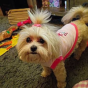 Harper is registered to the contest to win money with this photo: animal, box, carpet, cozy, curious, cute, dog, domestic_animal, floor, fluffy, fur, hair_tie, indoor, looking_up, mammal, pet, pink_clothing, shelf, small_dog, toy