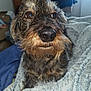 affenpinscher, airedale, animal, blanket, canine, couch, dog, furniture, pet, poodle, puppy, terrier, towel