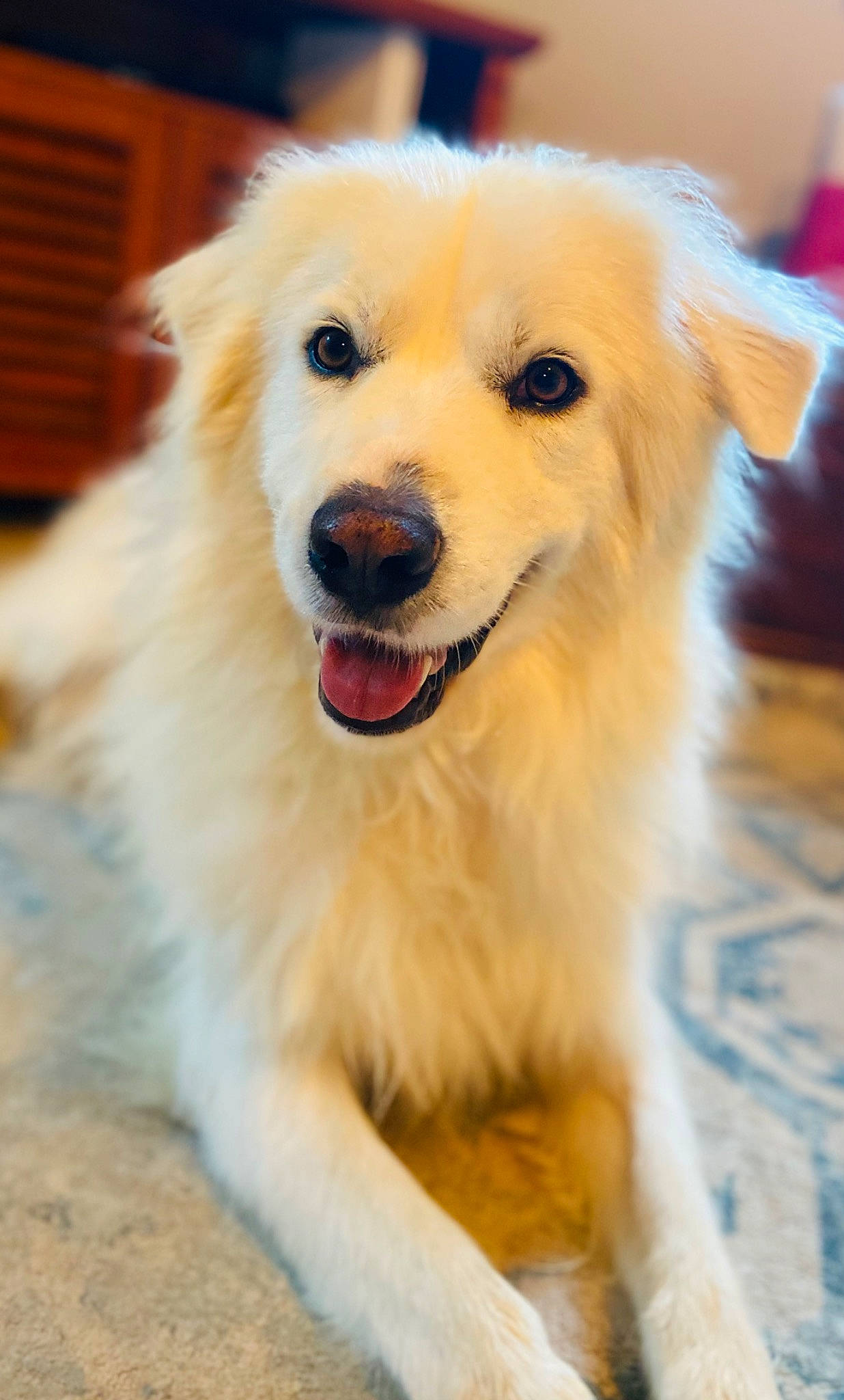 Riggs And Coop is registered to the contest to win money with this photo: canidae, carnivore, collar, companion_dog, dog, dog_breed, fawn, fur, happy, puppy, smile, sporting_group, whiskers, working_dog