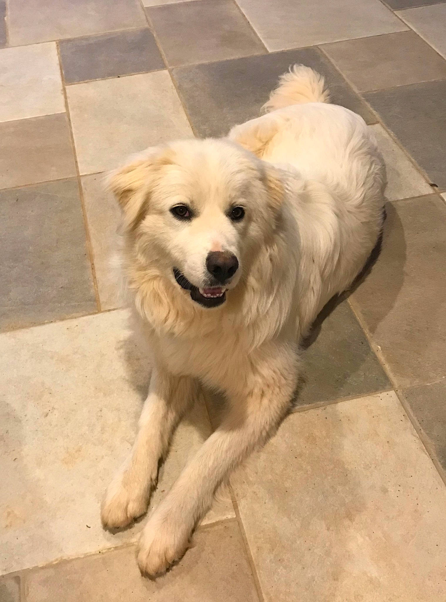 Riggs And Coop joined the competition — help win amazing prizes! canidae, carnivore, companion_dog, composite_material, dog, dog_breed, fawn, flooring, fur, paw, pet_supply, road_surface, snout, sporting_group, tile_flooring, working_animal, working_dog