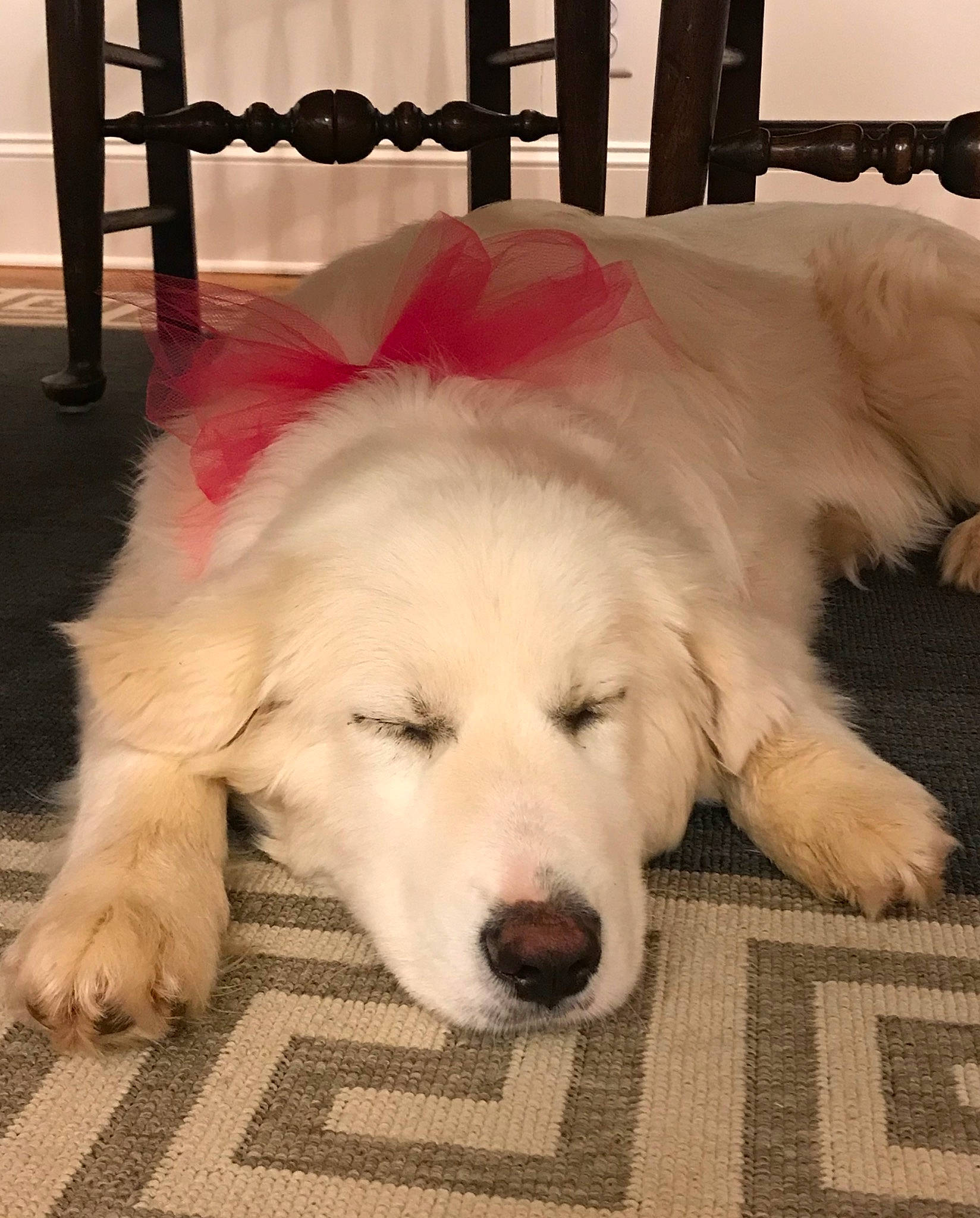 Riggs And Coop is registered to the contest to win money with this photo: canidae, carnivore, comfort, companion_dog, dog, dog_breed, flooring, fur, giant_dog_breed, livestock_guardian_dog, natural_material, non_sporting_group, pet_supply, snout, sporting_group, terrestrial_animal, working_animal, working_dog