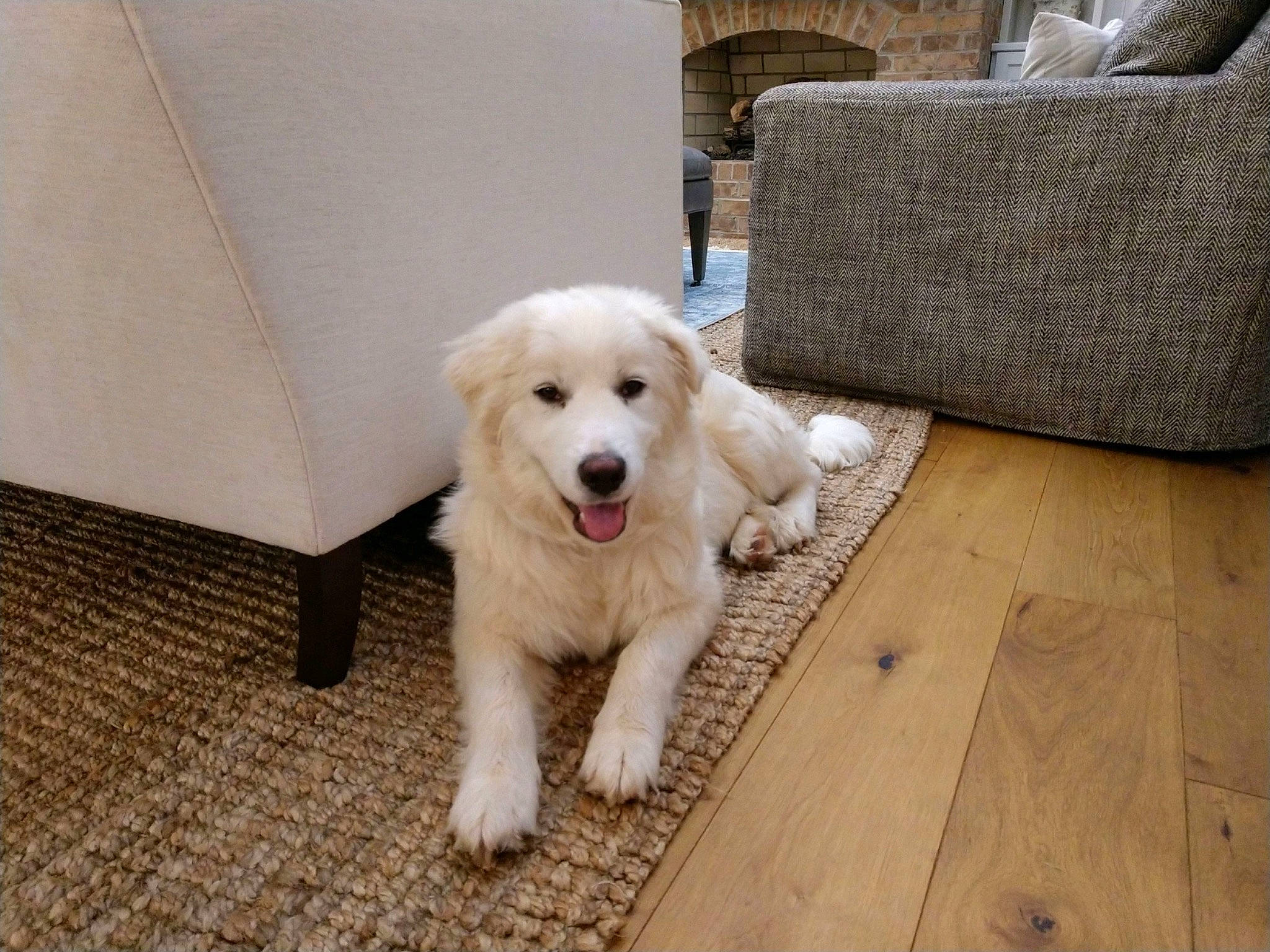 Riggs And Coop joined the competition — help win amazing prizes! carnivore, comfort, companion_dog, couch, dog, dog_breed, flooring, fur, hardwood, livestock_guardian_dog, non_sporting_group, pet_supply, plank, sporting_group, terrestrial_animal, wood, wood_flooring, working_animal, working_dog