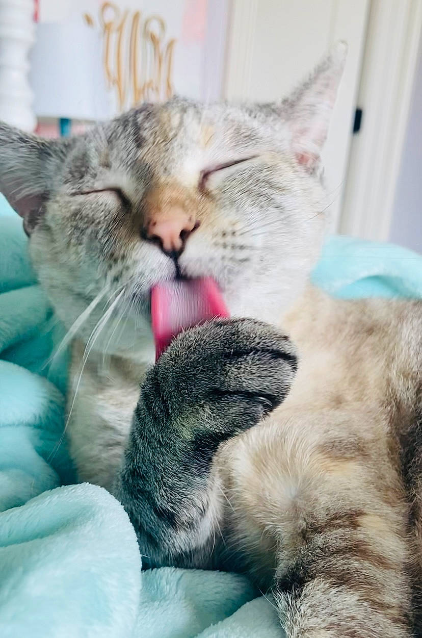 Noelle joined the competition — help win amazing prizes! carnivore, cat, cat_supply, claw, close_up, comfort, domestic_short_haired_cat, felidae, fur, gesture, nap, paw, sleep, small_to_medium_sized_cats, snout, whiskers