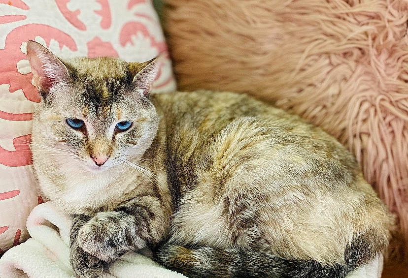 Noelle joined the competition — help win amazing prizes! carnivore, cat, claw, comfort, domestic_short_haired_cat, ear, fawn, felidae, fur, paw, sitting, small_to_medium_sized_cats, snout, tail, terrestrial_animal, whiskers, wildlife