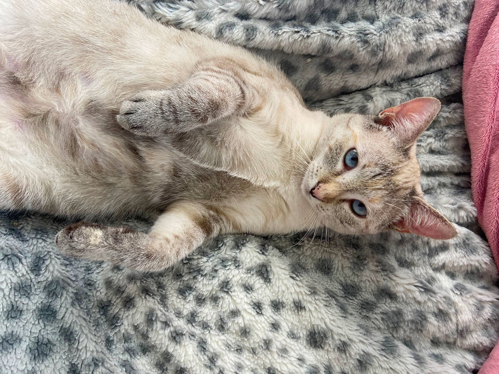 Noelle joined the competition — help win amazing prizes! carnivore, cat, cat_bed, cat_supply, claw, comfort, domestic_short_haired_cat, fawn, felidae, fur, grey, nap, pattern, paw, small_to_medium_sized_cats, tail, terrestrial_animal, whiskers